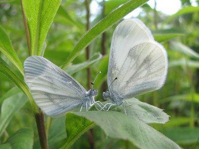 Leptidae ssp. - Frankenberg, Bundeswehrgebiet zwischen Altenhain und Mühlbach 08.07.2012 - F. Herrmann