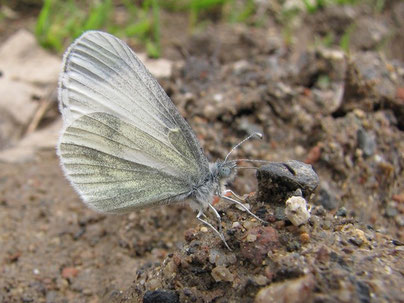 Leptidae ssp. - Frankenberg, Bundeswehrgebiet zwischen Altenhain und Mühlbach 29.04.2012 - F. Herrmann