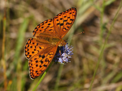 Feuriger Perlmutterfalter Argynnis adippe in Sachsen Tagfalter Pollrich