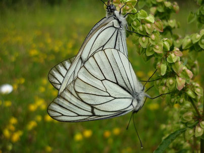 Aporia crataegi in Kopula. - Talsperre Eibenstock 01.07.2013 - F. Einenkel