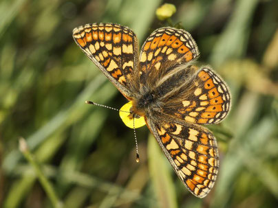 Goldener Scheckenfalter Euphydryas aurinia in Sachsen Tagfalter Pollrich