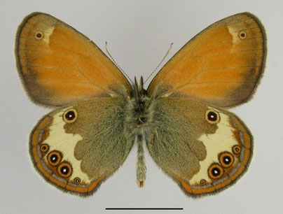 Weißbindiges Wiesenvögelchen Coenonympha arcania in Sachsen Tagfalter Pollrich