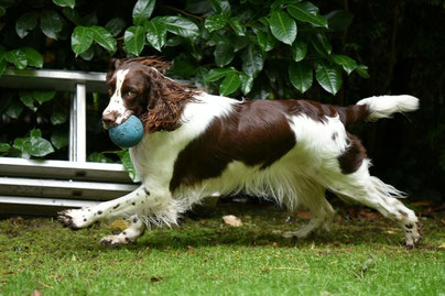 Felicitous Harriet - Foto: M. Krips-Limpinsel