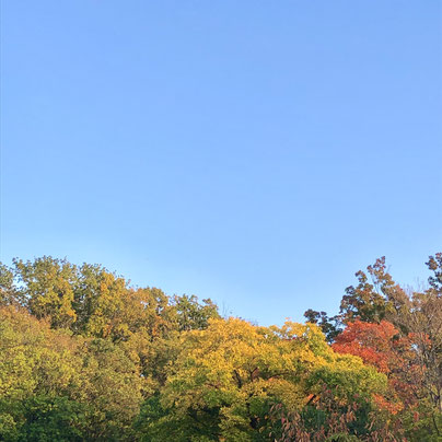 近くの公園の紅葉 青空によく映えます