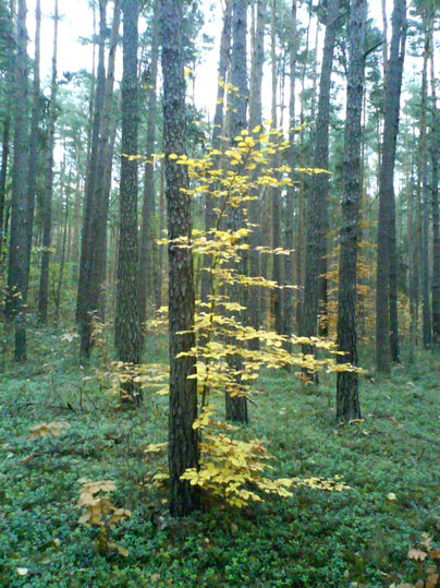 Trauerhilfe, Trauerbegleitung, Seelsorgegespräche, Trauerphasen