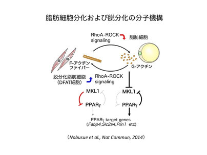 ダミー：生命現象を基礎から理解