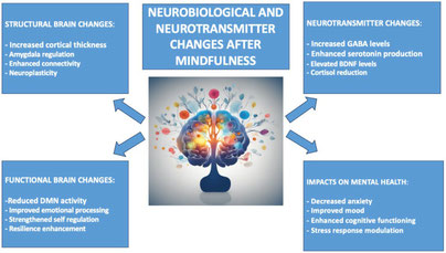 Abb1: Zusammenfassung der durch Achtsamkeitstraining induzierten neurobiologischen Veränderungen samt struktureller Umformungen bestimmter Hirnareale. Quelle: Calderone et al.,2024.