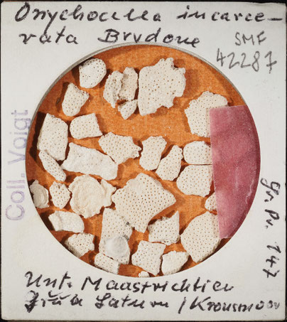 Senckenberg, Bryozoa, Bryozoen, Moostierchen, Sammlung Voigt