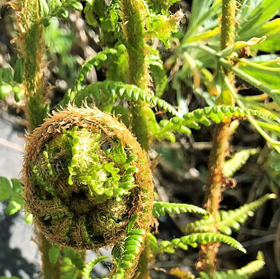 Symbol Koru, einzelne Farnteile im Hintergrund