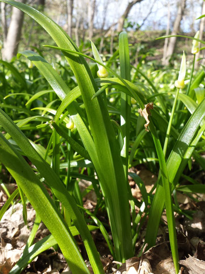 Wunderlauch Allium paradoxum