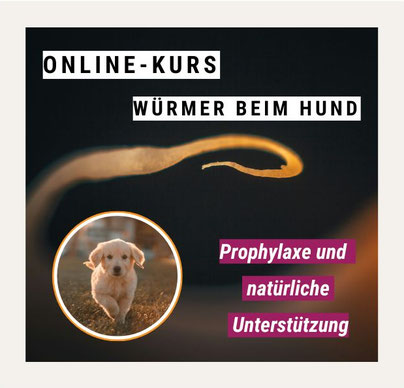 ParaLab: Hund