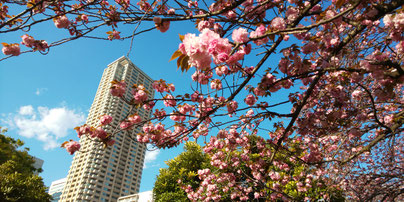 八重桜