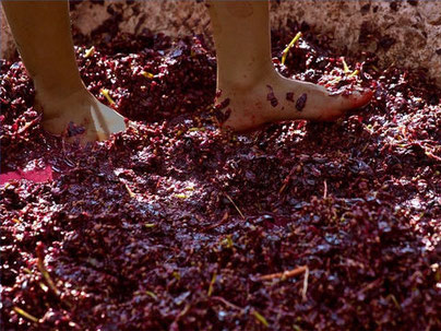 Le raisin est mur pour la vendange, il est foulé dans la cuve de la colère de Dieu