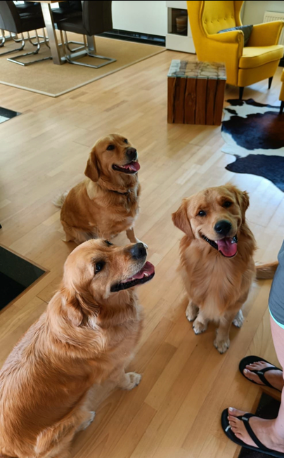 LILLY (Blomster) vorne, LUCY (Chess Flora) hinten und HENK schaut in die Kamera. Dreimal van de hollandia 🥰