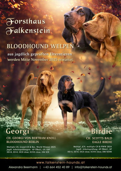 ©Mag. Christina Pleinert – Auf leisen Pfoten