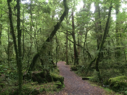 Forêt du lac Gunn