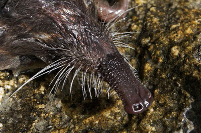 ©  Parc national des Pyrénées