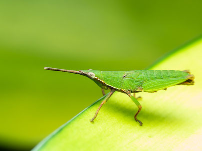 La biodiversité, c'est aussi la préservation des insectes !