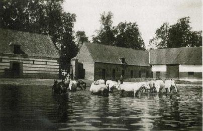 Chevaux, les tracteurs d'hier