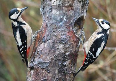 Buntspechte (Foto: naturgucker.de [P. Trenz])