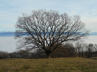 ancrage à la terre