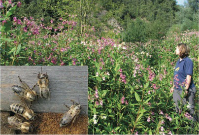 Bienen mit Ralleystreifen