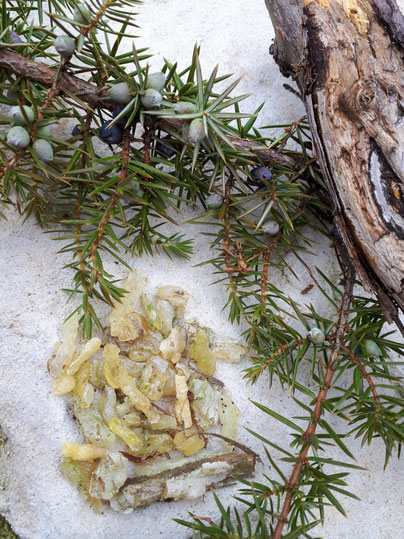 Wacholder Harz Wacholderharz Sammeln Juniperus communis juniper resin incense Räuchern Räucherwerk Räucherung
