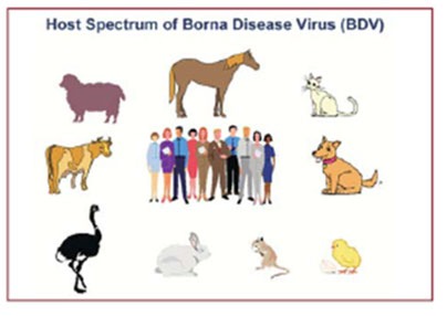 Host Spectrum von Bornaviren - copyright Dr.Bode / Prof. Hanns Ludwig