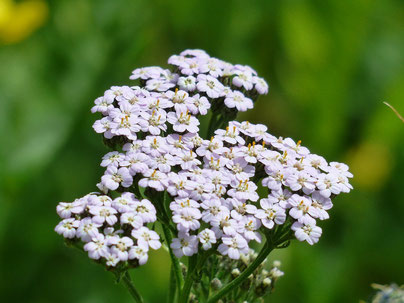 Yarrow anti-inflammatory wound healing mucous membrane inflammation