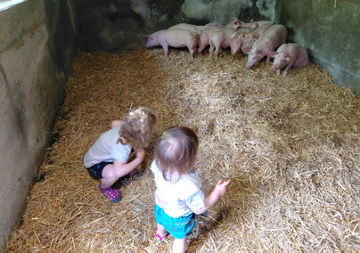 Bei der Ankunft waren die Schweinchen noch ganz scheu. Mittlerweile zeigen sie ihre neugierige, fast schon verspielte Art..