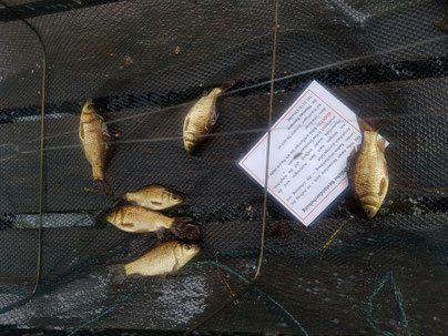 Goldfische in Kleinfischreusen am Neuweiler Grubenhau. Solange diese nicht heimischen Fische im Gewässer sind, haben unsere Amphibien keine Chance.