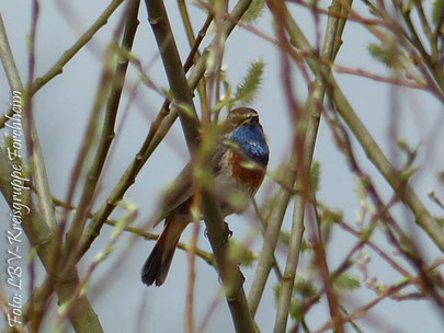 Blaukehlchen (Foto: Gerhard Raab)