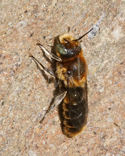 Bild: Männchen der Natternkopf-Mauerbiene, Osmia adunca