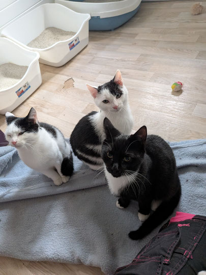wir sind immer zusammen und kuscheln zusammen :)