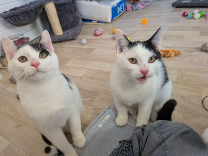 Teddy und Chilly