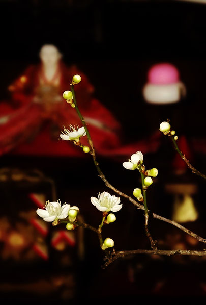 春の予感山菜料理ふきのとうこごみたらの芽こしあぶらわらびなのはなわさびなこんてつあいこ