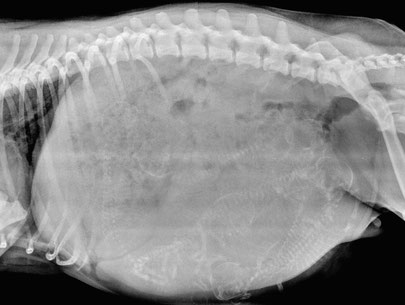radiografia femmina staffordshire bull terrier parto