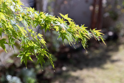 豊川 豊橋 庭 外構 庭工事