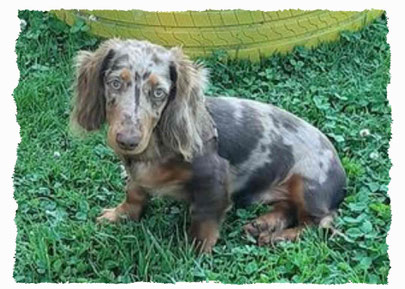 Chiot Teckel à l'école pour chiots à Dax