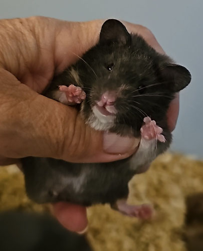 teddyzuchts Webseite!