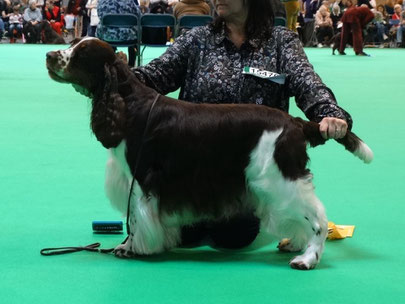 Peasblossom Jester "Rafferty" - 3rd Open Dog  (Vater D-Wurf)  - Foto: Kay Woodward