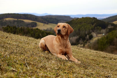 Labrador Zucht Niederösterreich