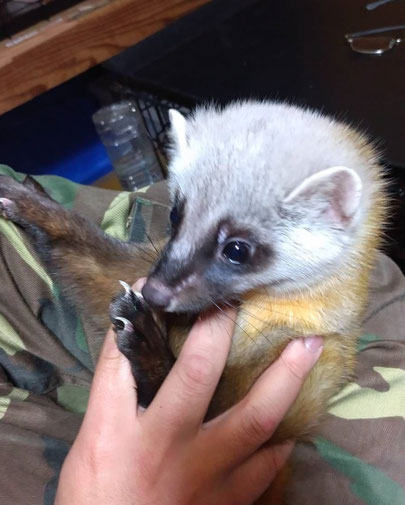 現在動物病院に保護されているツシマテン ※この個体は赤ちゃんの頃に保護されてきたため抱っこができますが、 純粋な野生個体ならこうはいきません