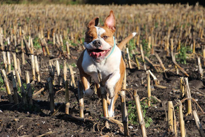 Jugendchampion & Deutscher Champion VDH, Dt.VetCh (CLUB + VDH) Farbenzauber Antje