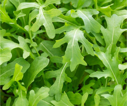 Rucola/Rauke für Wildkräutersalat mit Garnelen