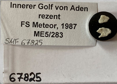 Senckenberg, Bryozoa, Bryozoen, Moostierchen, Sammlung Voigt