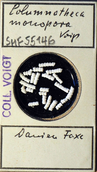 Senckenberg, Bryozoa, Bryozoen, Moostierchen, Sammlung Voigt