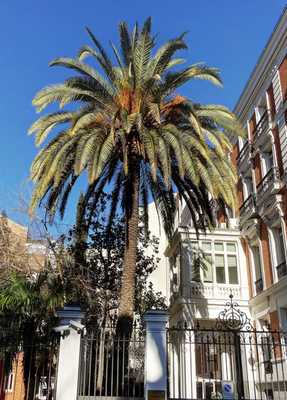 PALMERA CANARIA DEL PALACIO DEL MARQUÉS DE ELDUAYEN. Madrid.