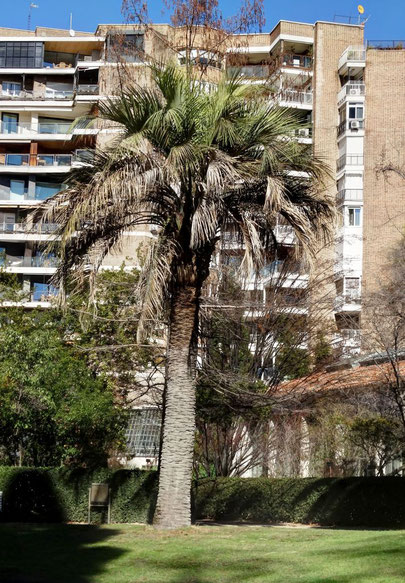 BUTIA DEL REAL JARDÍN BOTÁNICO. Madrid