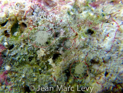 Pontes Gastropteron sp. 1